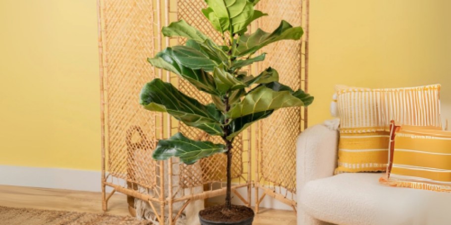 Costa Farms 4-Foot Indoor Fiddle Leaf Plant Just $29.99 on Wayfair (Regularly $76)
