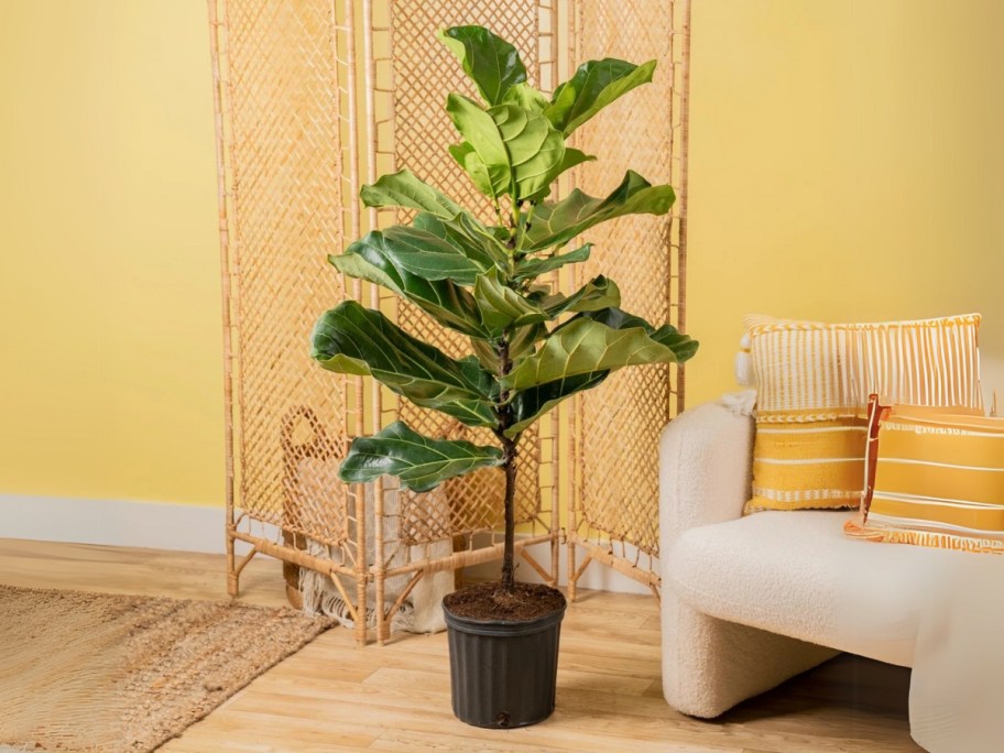 a large fiddle leaf plant in a black pot in a living room that has yellow walls