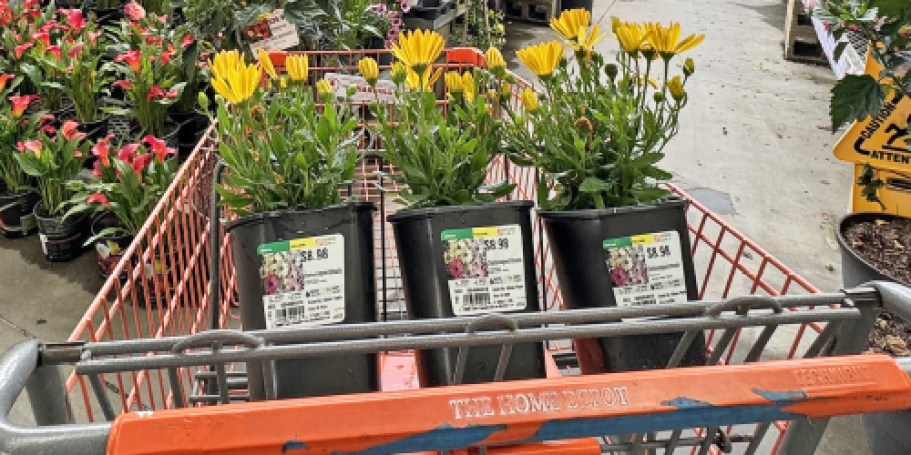Shop The Home Depot Memorial Day Sale | Hot Deals on Plants, Soil, Grass Seed, & More