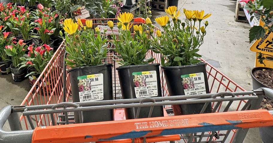 various flowers in home depot shopping cart