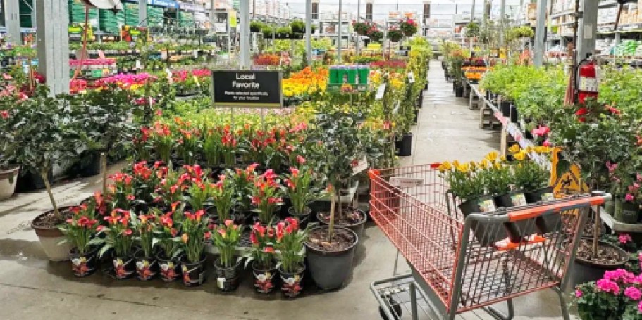 Home Depot Memorial Day Sale Ends Tonight | Save on Plants, Solar Lights, & More!