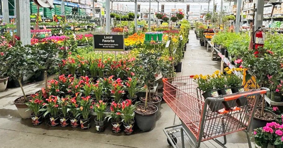 Home Depot Memorial Day Sale Ends Tonight | Save on Plants, Solar Lights, & More!