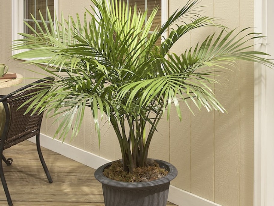 lowes plant in its pot displayed in the living room
