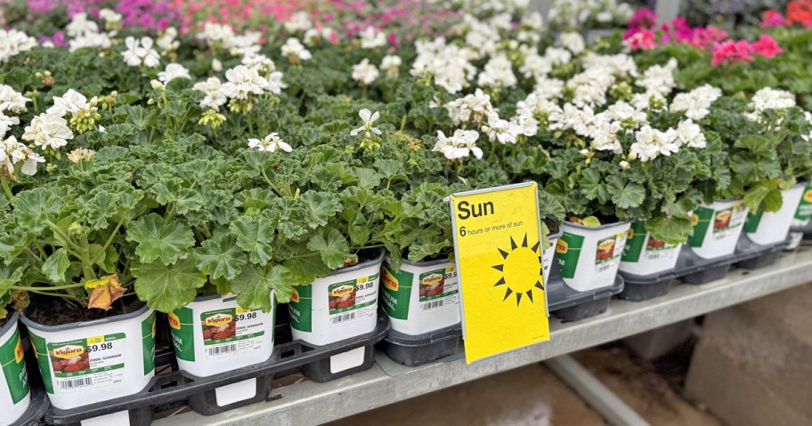 display of white annuals geranium flowers in garden center
