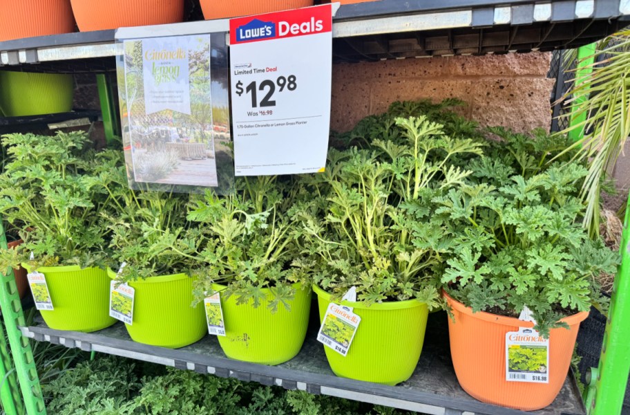 planters full of citronella plants on display at lowes