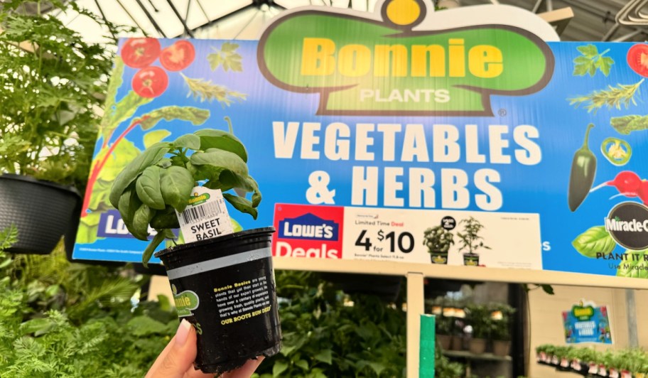 sweet basil plant in hand in front of a bonnie vegetable & herb sign