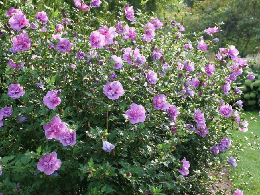 purple Proven Winners 2-Gallon Dark Lavender Chiffon Rose of Sharon Plant