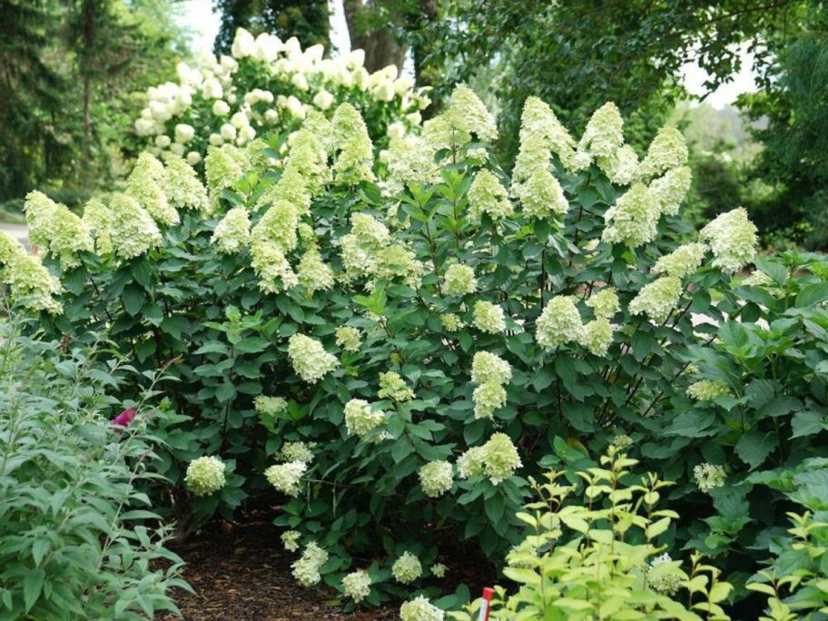 green Proven Winners 2-Gallon Prime Limelight Hydrangea Shrub