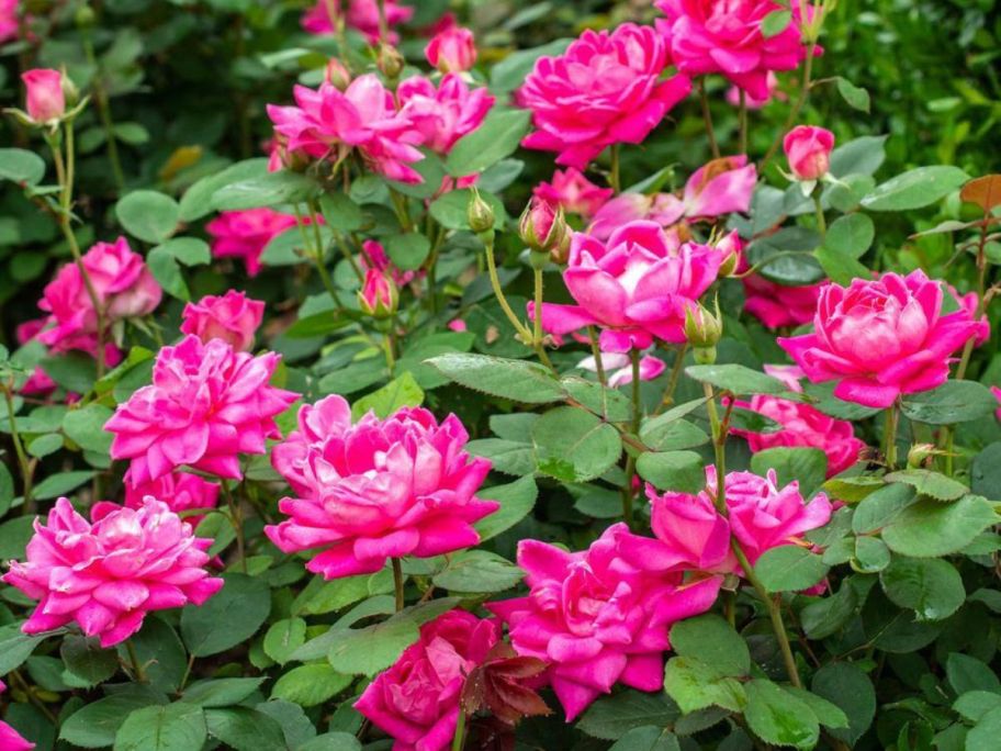 Knock Out 2-Gallon Pink Double Knock Out Rose Bush