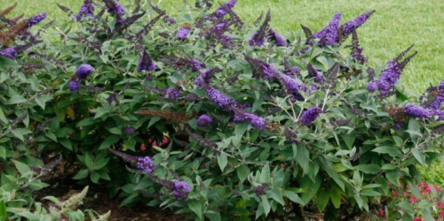 Home Depot Plants Sale + Free Shipping | Bushes from $21.97 Shipped