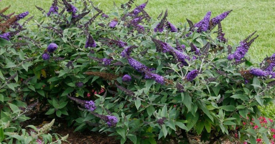Home Depot Plants Sale + Free Shipping | Bushes from $21.97 Shipped
