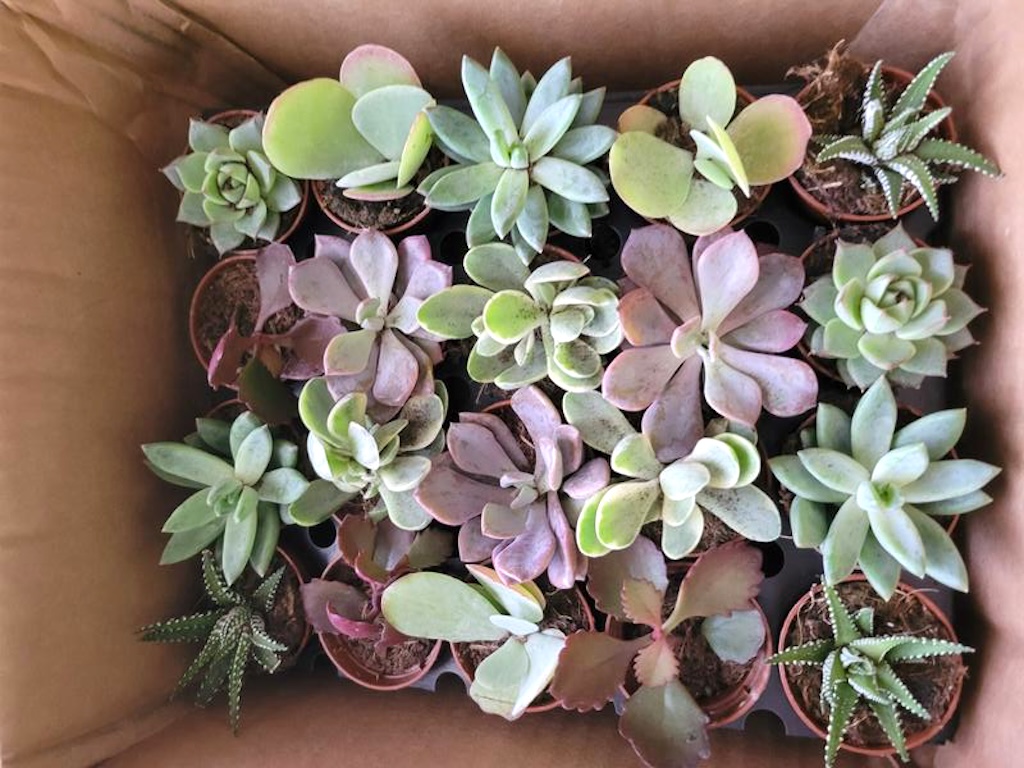 Up to 40% Off Live Plants on Lowes.com | Check Out These 10 Low-Maintenance Options!