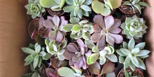 Up to 40% Off Live Plants on Lowes.com | Check Out These 10 Low-Maintenance Options!